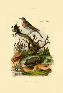 Pibe, 1833-39 af French School